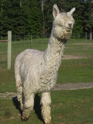 Alpaca For Sale - Bouldermont's Calista at Bouldermont Farm Suri Alpacas 